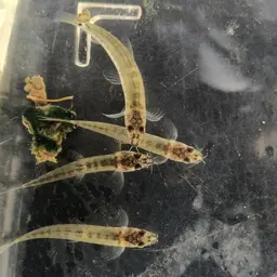 Barred Loach