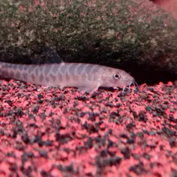 Barred Loach, photo 2