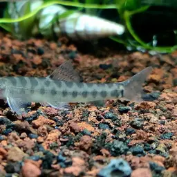 Barred Loach, photo 3