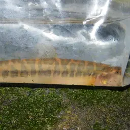 Barred Loach, photo 4