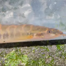 Barred Loach, photo 5