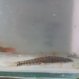 Barred Loach, photo 6