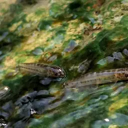 Barred Loach, photo 7