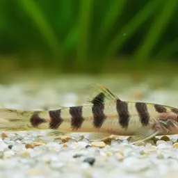Barred Loach, photo 9