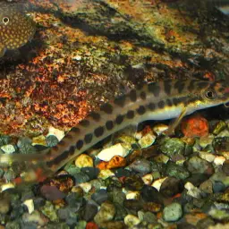 Arrow Loach