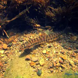 Arrow Loach, photo 2
