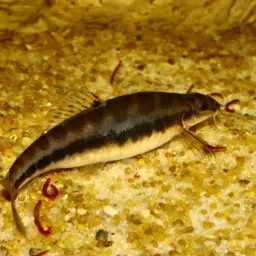 Arrow Loach, photo 3