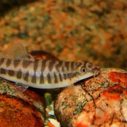 Arrow Loach, photo 4