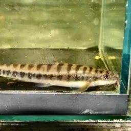 Arrow Loach, photo 5