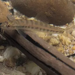 Arrow Loach, photo 6