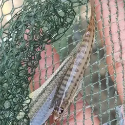 Arrow Loach, photo 7