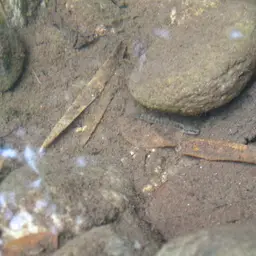 Arrow Loach, photo 8