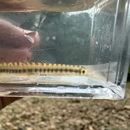 Arrow Loach, photo 9