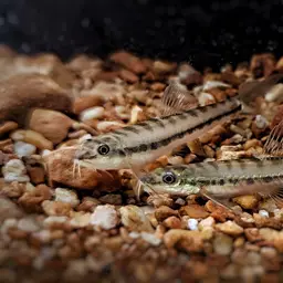 Arrow Loach, photo 10