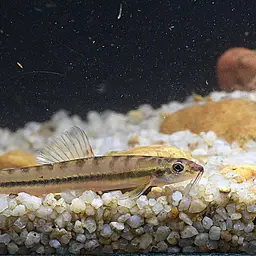 Arrow Loach, photo 11
