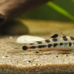 Arrow Loach, photo 12