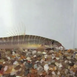 Fighting Loach, photo 1