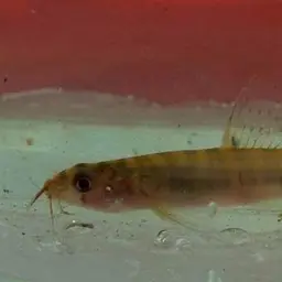 Fighting Loach, photo 2