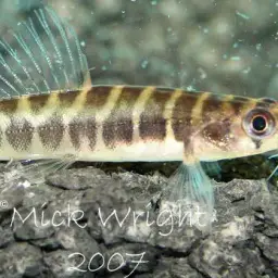 Fighting Loach, photo 3