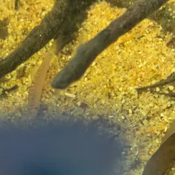 Fighting Loach, photo 5