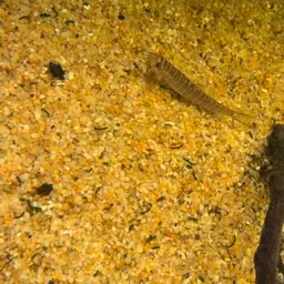 Fighting Loach, photo 6
