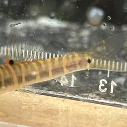 Fighting Loach, photo 7