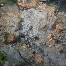 Fighting Loach, photo 8