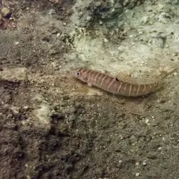 Fighting Loach, photo 10