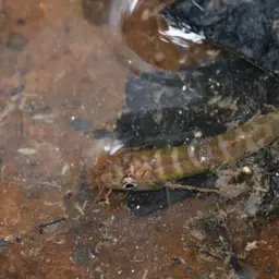 Fighting Loach, photo 11