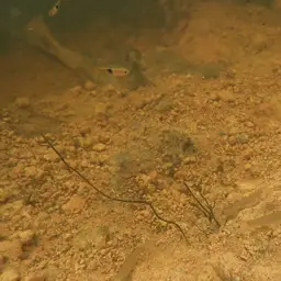 Fighting Loach, photo 12