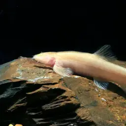 Blind Cave Loach, photo 2