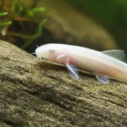 Blind Cave Loach