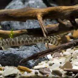 Shimoga Loach, photo 2