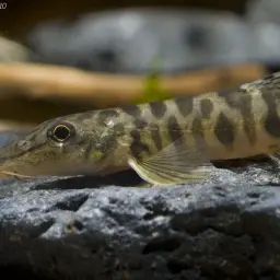 Shimoga Loach, photo 3