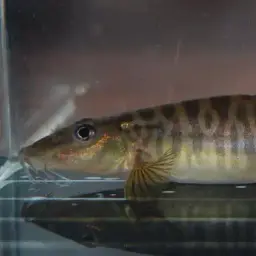 Shimoga Loach, photo 4