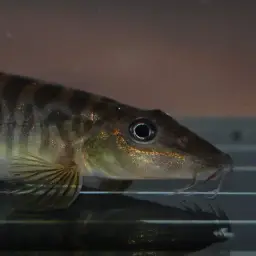 Shimoga Loach, photo 5