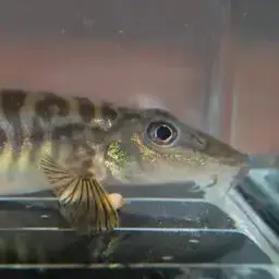 Shimoga Loach, photo 6