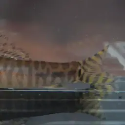 Shimoga Loach, photo 7