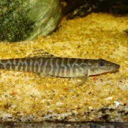 Shimoga Loach, photo 8