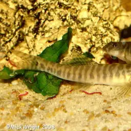 Shimoga Loach, photo 9