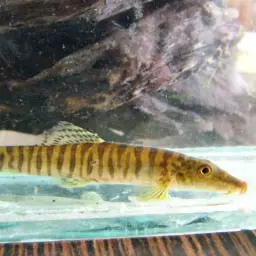 Shimoga Loach, photo 10