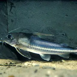 Thorny Catfish, photo 1