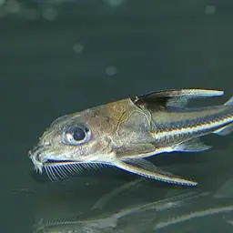Thorny Catfish, photo 2