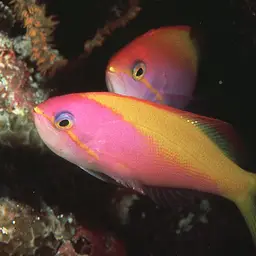 Threadfin Anthias, photo 1