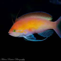Threadfin Anthias, photo 2