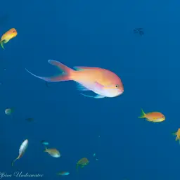 Threadfin Anthias, photo 3