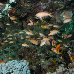 Threadfin Anthias, photo 4