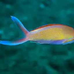 Threadfin Anthias, photo 6