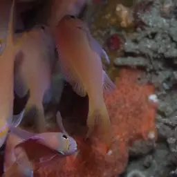 Threadfin Anthias, photo 7