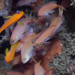 Threadfin Anthias, photo 8